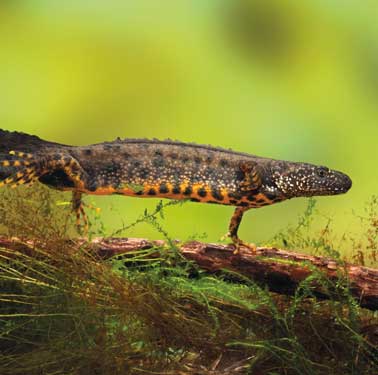 great-crested-newt