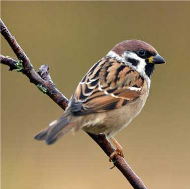 treesparrow