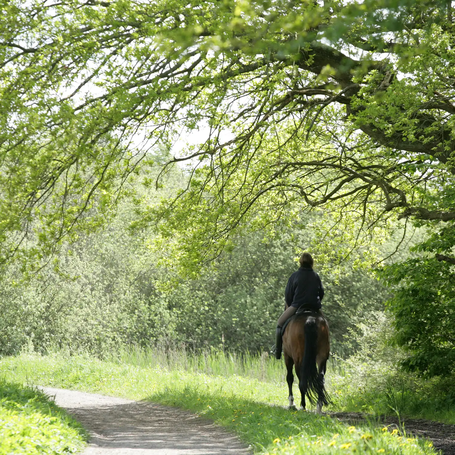 A horse rider on a tree-lined path